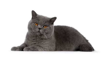 Handsome adult solid blue male British Shorthair cat, laying down side ways. Looking towards camera. Isolated on a white background.