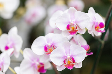 Naklejka na ściany i meble Beautiful orchid flower blooming at rainy season. Phalaenopsis Orchidaceae