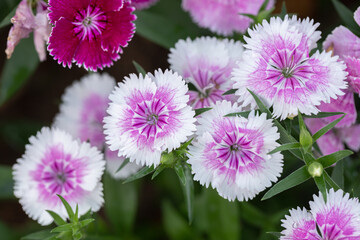 Fototapeta premium Bright Sweet William flowers Dianthus barbatus flowering in a garden. Dianthus flowers (Dianthus spp.)