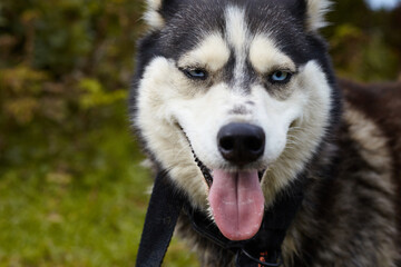 a husky dog is resting in nature in the autumn forest