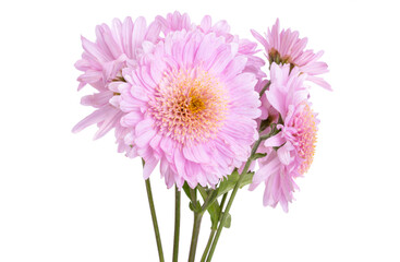 Fototapeta premium chrysanthemum flowers isolated
