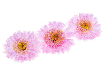 chrysanthemum flowers isolated