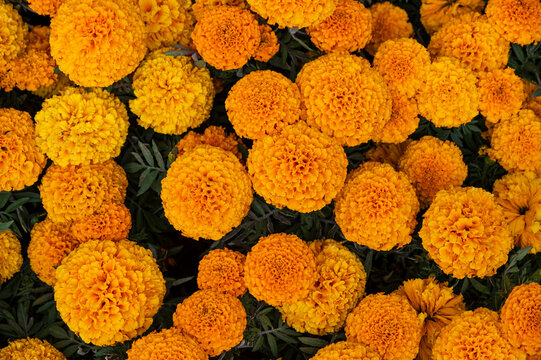 Cempasuchil yellow marigold flowers cempazchitl for altars of day of the dead mexico