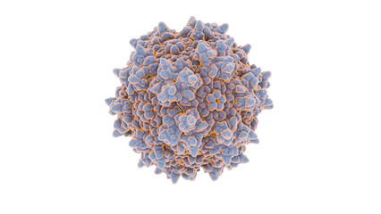 Adeno-associated virus, illustration