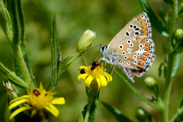 Southern Brown Argus // Südlicher Sonnenröschen-Bläuling (Aricia cramera) - Sardinia, Italy