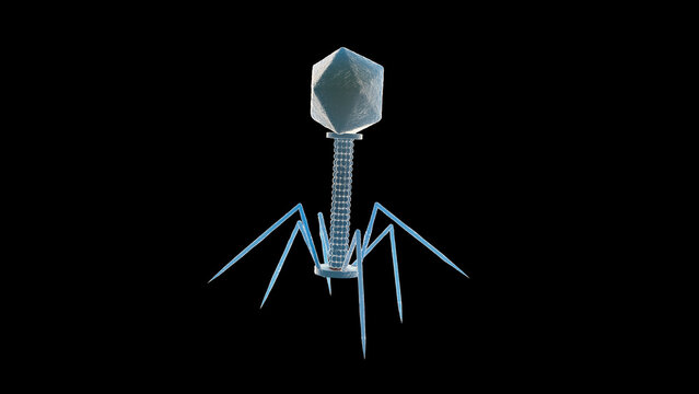 Bacteriophage, illustration