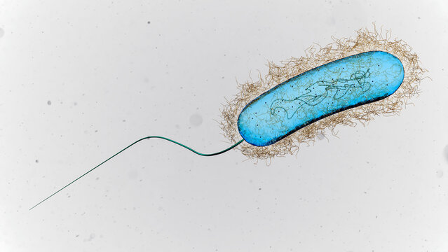 Legionella bacterium, illustration