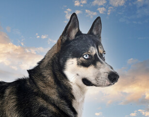 siberian husky in studio