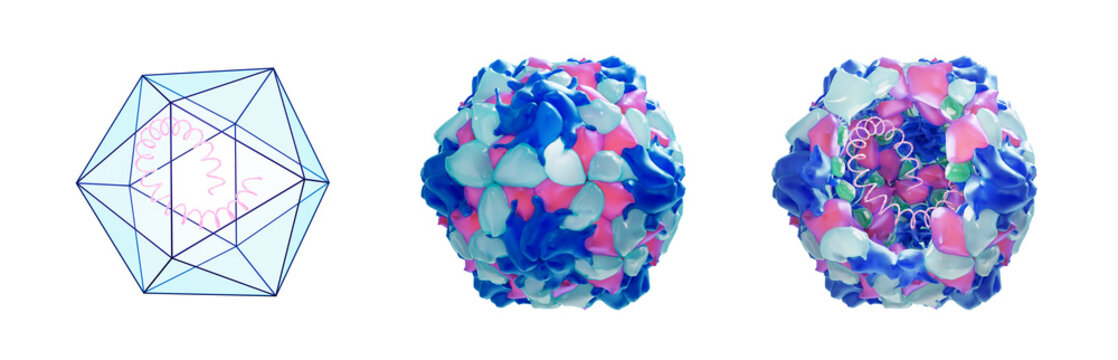 Poliovirus structure, illustration