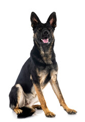 young german shepherd