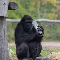Western lowland gorilla (Gorilla gorilla) in Belgium Zoo Pairi Daiza 