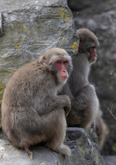 Japanese macaque (Macaca fuscata) in Belgium zoo Pairi Daiza