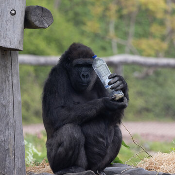 Western Lowland Gorilla (Gorilla Gorilla) In Belgium Zoo Pairi Daiza 