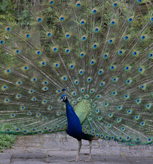 Blue peacock (Pavo cristatus) with feathers out in Belgium Zoo Pairi Daiza