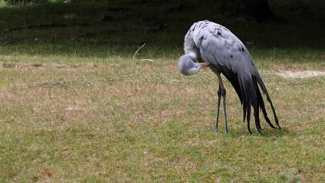 The Blue Crane, Grus paradisea, is an endangered bird specie endemic to Southern Africa. It is the national bird of South Africa