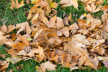 background of autumn leaves