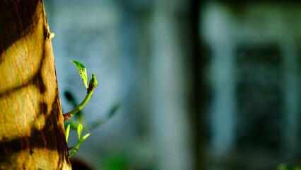 Young branches are growing out of the trunk.