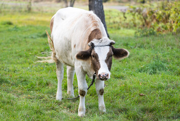 cow grazing in the meadow
