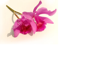 Purple cattleya orchids on white background