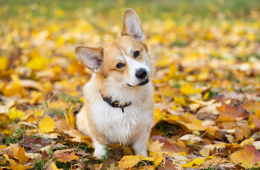corgi welsh pembroke on a walk in autumn