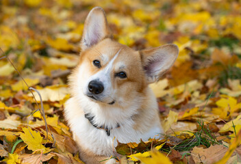 corgi welsh pembroke on a walk in autumn