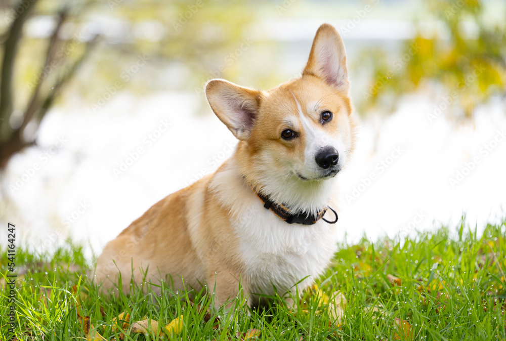 Poster corgi welsh pembroke on a walk in autumn