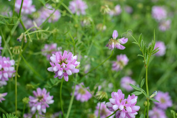 Fototapeta premium Flower field. Soft focus pink flowers in the meadow.