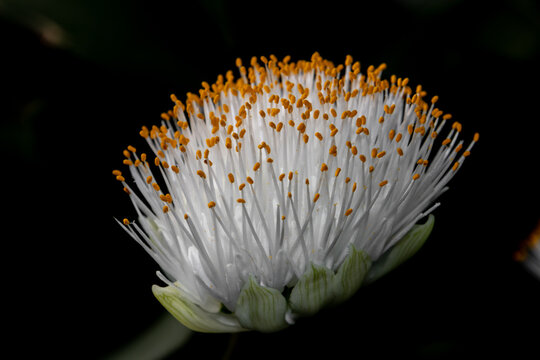 Close up of the blossom of the paintbrush plant isolated on black background, also called Haemanthus albiflos