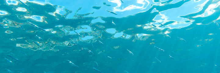 A shoal of anchovies in the Mediterranean Sea