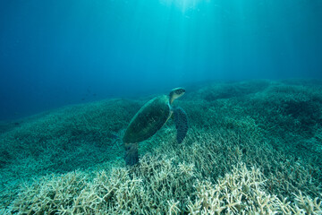 小笠原　エダサンゴの海を泳ぐアオウミガメ