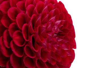 red dahlia isolated