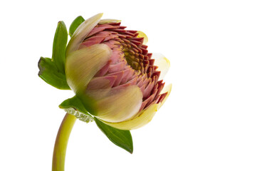 red dahlia isolated