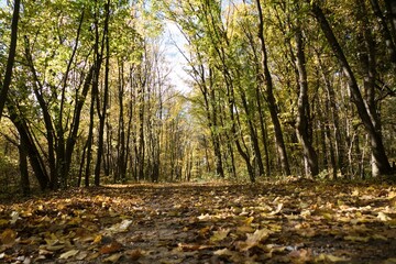 autumn nature in a czech countryside landscape and forest