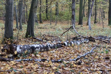 autumn nature in a czech countryside landscape and forest