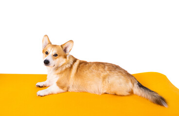 corgi welsh pembroke isolated