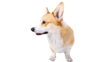 corgi welsh pembroke isolated