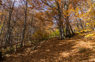 Fototapeta na wymiar Jesienny las 