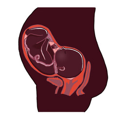 へその緒が首に巻きついている胎児のイラスト - obrazy, fototapety, plakaty