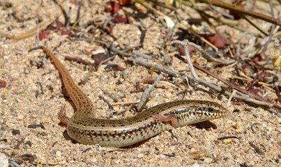 Gefleckter Walzenskink // Ocellated skink (Chalcides ocellatus tiligugu) - Sardinien, Italien