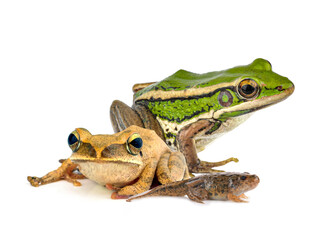 frog