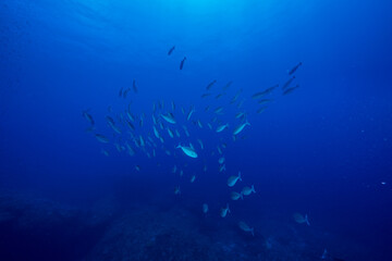 ゴマテングハギモドキの群れ