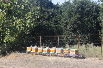 Naklejka premium Bee hives, apiary in a fruit garden on the edge of a mowed field, Turkey, October 2022.