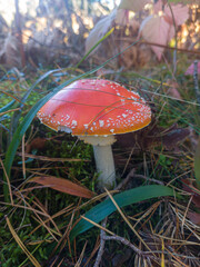 Fly Amanita orange mushroom in autumn light