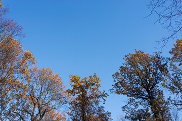 Trees against blue sky in the bright autumn day