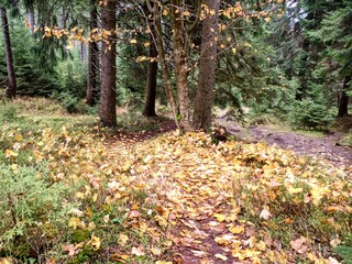 autumn nature in a czech countryside landscape and forest