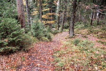 autumn nature in a czech countryside landscape and forest