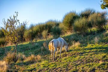 Obraz na płótnie Canvas a white horse on a green lawn whilst sunset