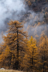 yellow trees in autumn in engadin switzerland