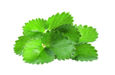 strawberry leaf isolated on  transparent png