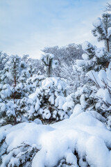 Trees covered with snow on winter day.
